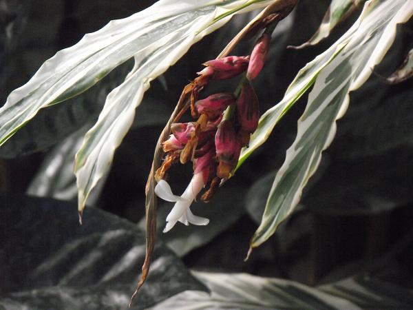 Alpinia vittata 