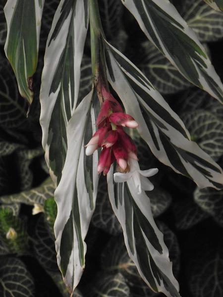 Alpinia vittata 