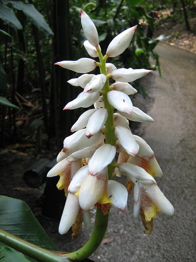 Alpinia zerumbet 