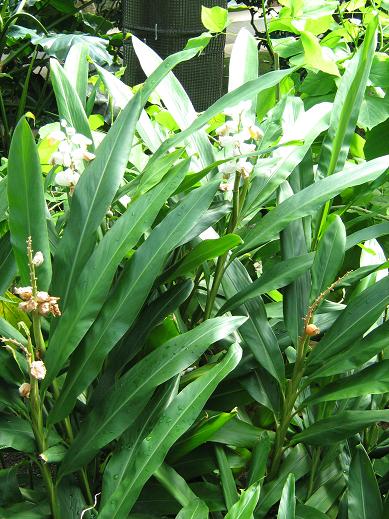 Alpinia zerumbet 