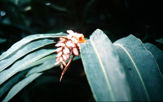 Alpinia zerumbet 