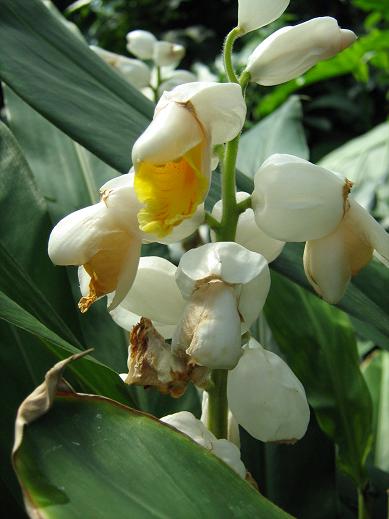 Alpinia zerumbet 