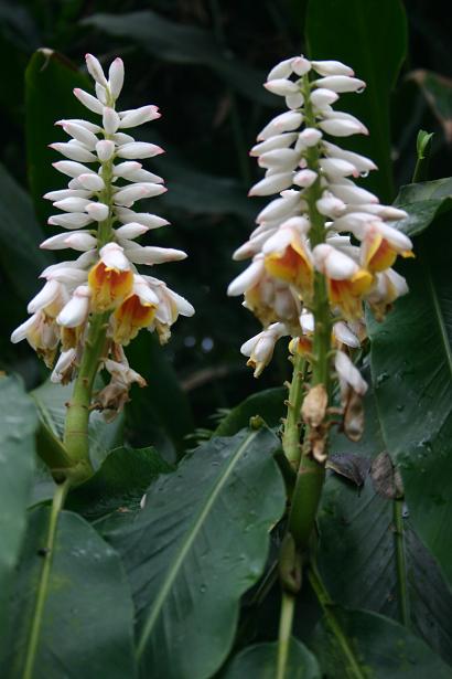 Alpinia zerumbet 