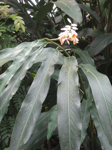 Alpinia zerumbet 