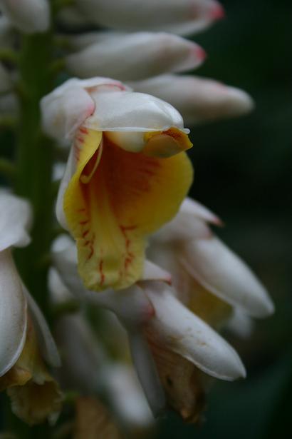 Alpinia zerumbet 