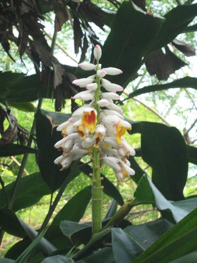 Alpinia zerumbet 