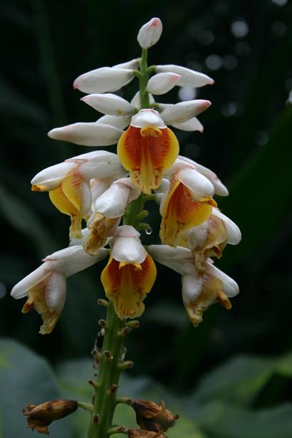 Alpinia zerumbet 