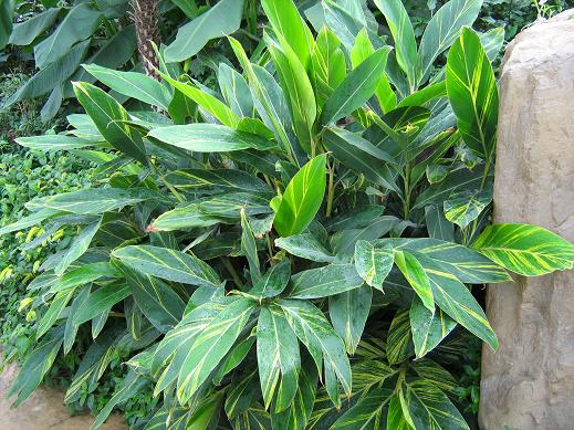 Alpinia zerumbet 'Variegata' 