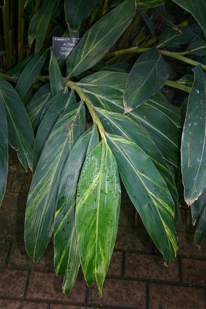 Alpinia zerumbet 'Variegata' 