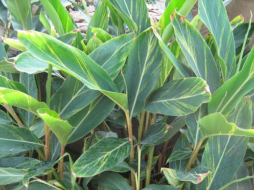 Alpinia zerumbet 'Variegata' 