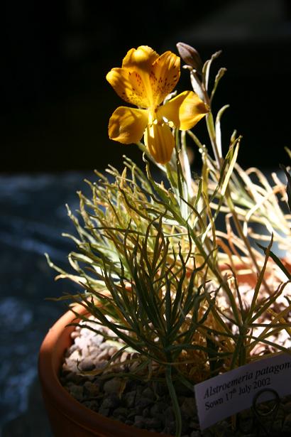 Alstroemeria patagonica 