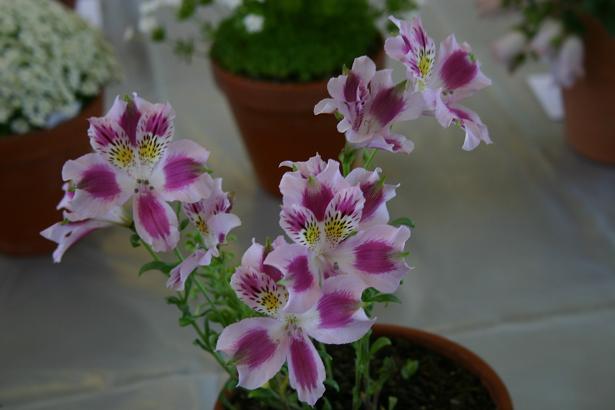 Alstroemeria pelegrina 