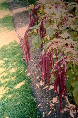 Amaranthus caudatus 