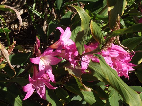 Amaryllis belladonna 'Johannesburg' 