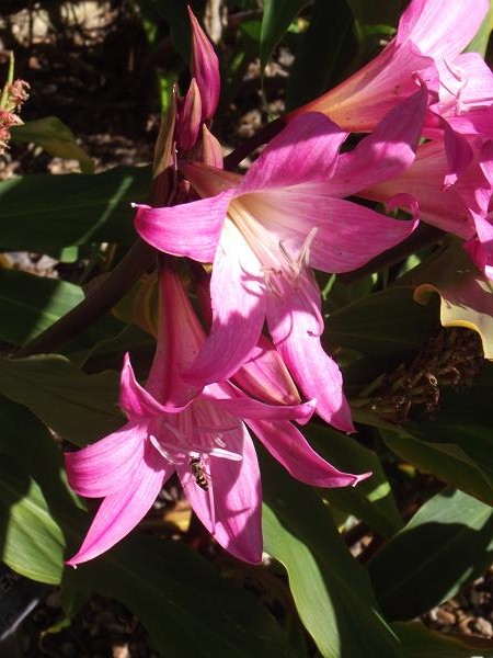 Amaryllis belladonna 'Johannesburg' 