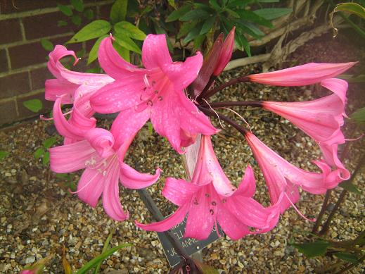 Amaryllis belladonna 'Johannesburg' 