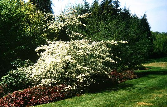 Amelanchier laevis 