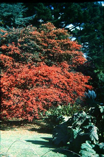 Amelanchier laevis 