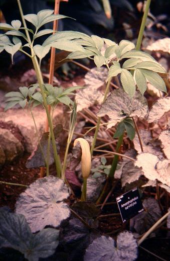 Amorphophallus curvistylus 