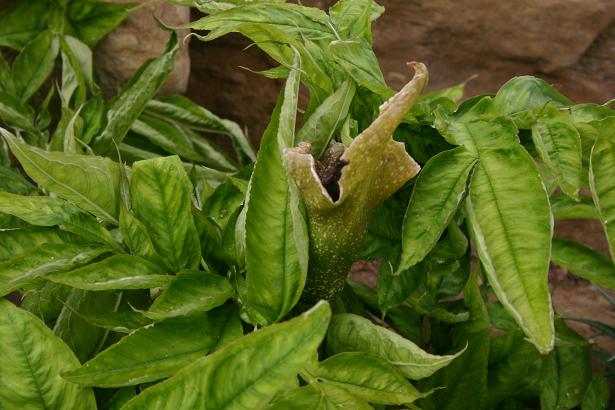 Amorphophallus kiusianus 