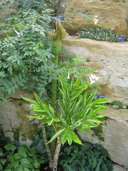 Amorphophallus kiusianus 