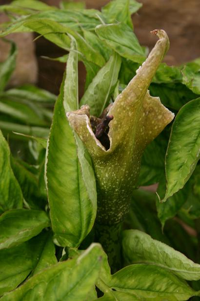 Amorphophallus kiusianus 