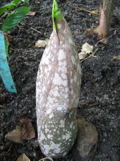 Amorphophallus konjac 