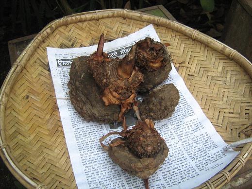 Amorphophallus konjac 