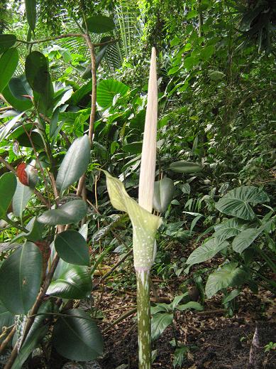 Amorphophallus konjac 