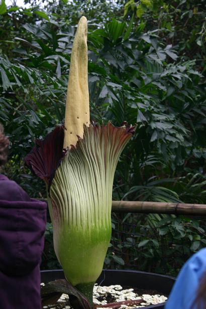 Amorphophallus titanum 