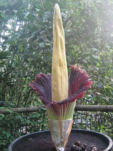 Amorphophallus titanum 