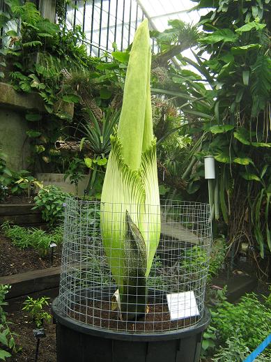 Amorphophallus titanum 