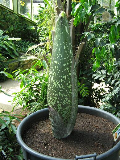 Amorphophallus titanum 