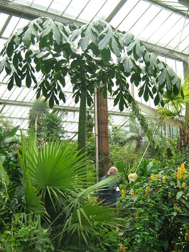 Amorphophallus titanum 