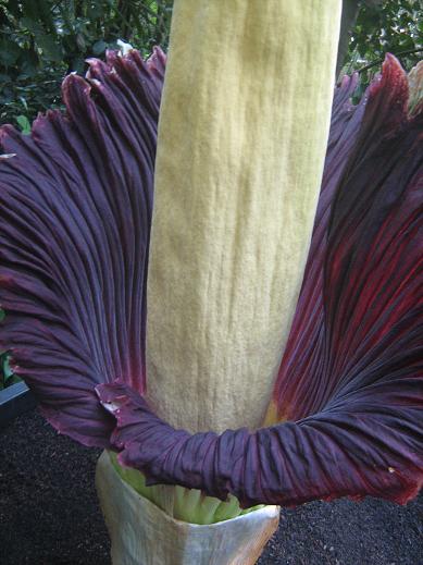 Amorphophallus titanum 