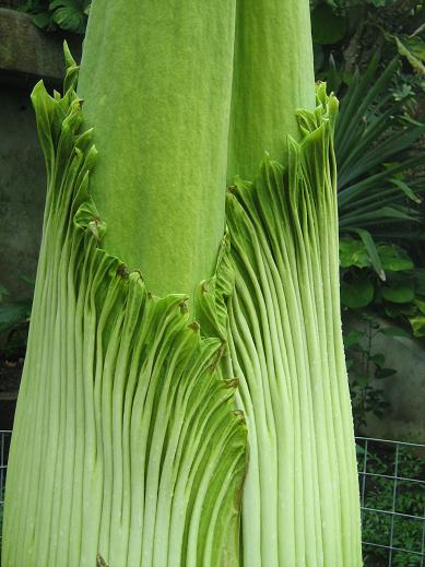 Amorphophallus titanum 