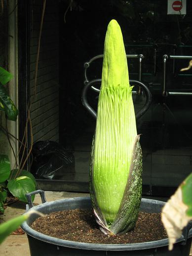 Amorphophallus titanum 