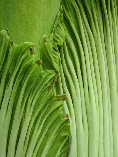 Amorphophallus titanum 