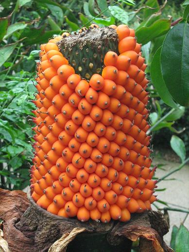 Amorphophallus titanum 