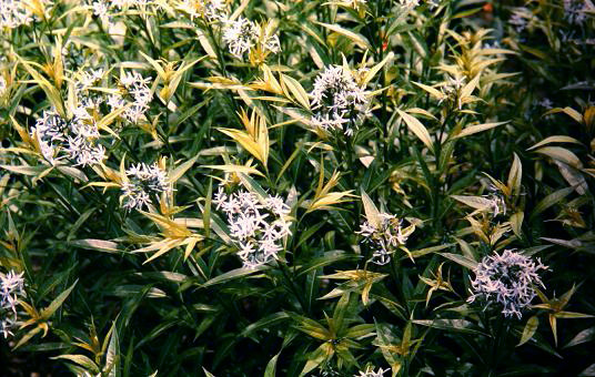 Amsonia tabernaemontana 