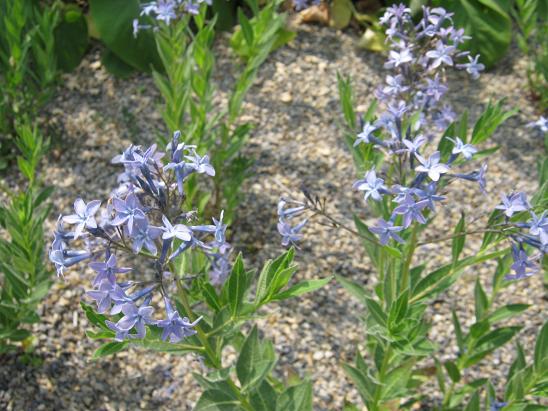 Amsonia tabernaemontana 