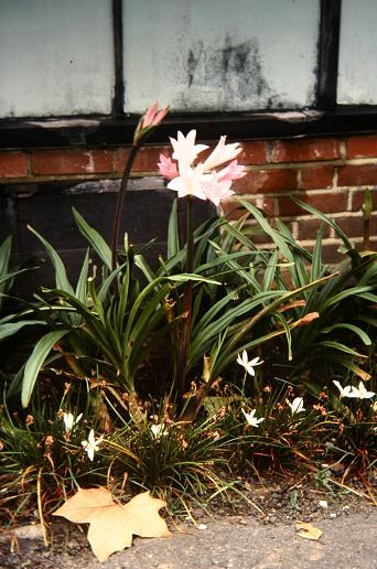 x Amarcrinum howardii 