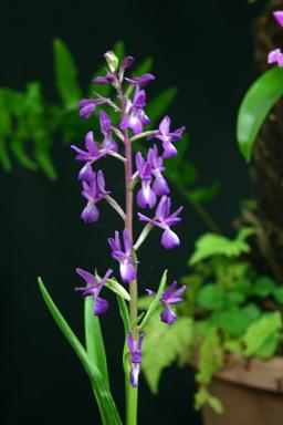 Anacamptis laxiflora 