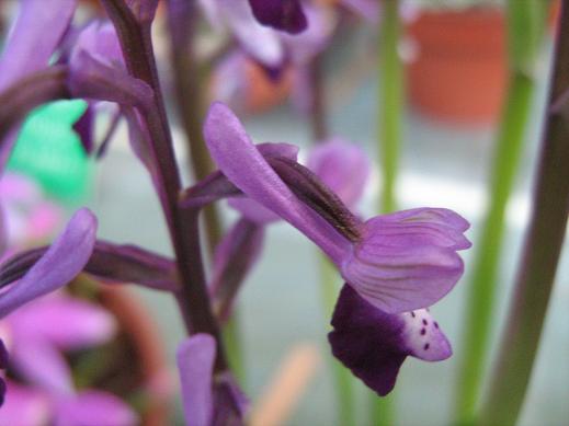 Anacamptis longicornu 