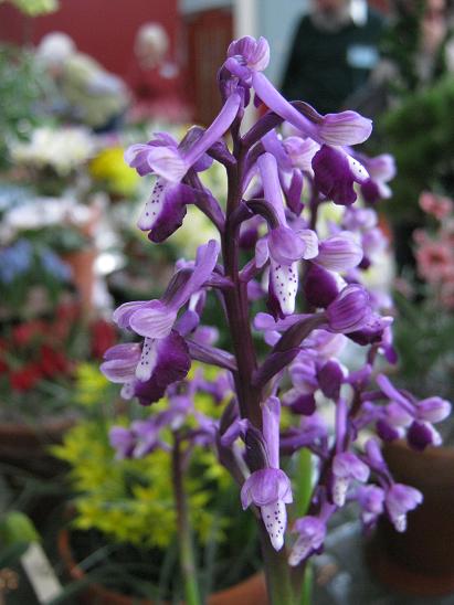 Anacamptis longicornu 