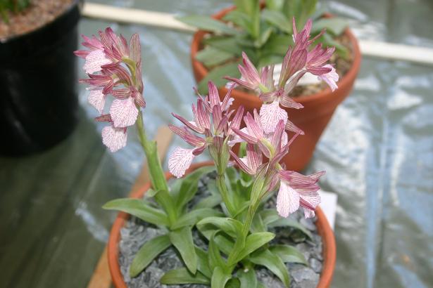 Anacamptis papillionacea 