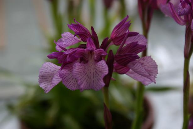 Anacamptis papillionacea heroica x Anacamptis papillionacea grandiflora 