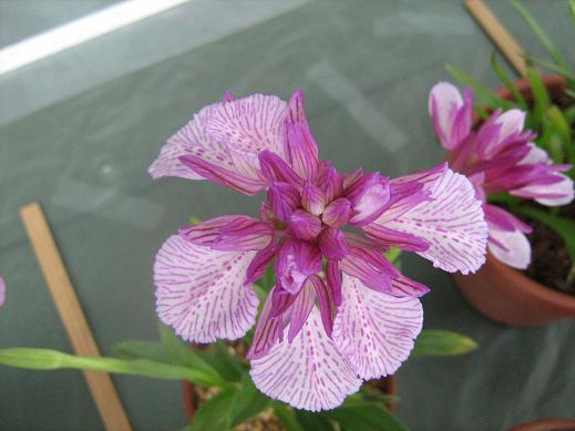 Anacamptis papillionacea v grandiflora 