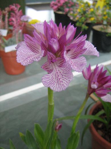 Anacamptis papillionacea v grandiflora 