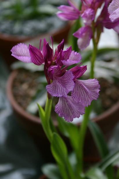 Anacamptis papillionacea v grandiflora 